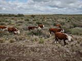 La ganadería en zonas áridas de Mendoza y el norte de la Patagonia enfrenta desafíos únicos.