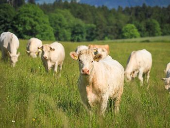 La Unión Europea suspendió las importaciones de carne brasileña por nuevas exigencias sanitarias vinculadas al uso de antimicrobianos en la producción animal.