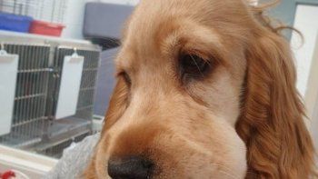 sonja, la perra que trato de comer abejas y se volvio viral sonja, la perra que trato de comer abejas y se volvio viral