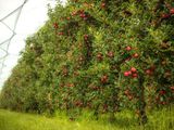 Los últimos datos de Interfel confirman que la cosecha de manzana en Francia crecerá esta temporada el 4%.