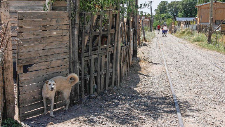 Doce niños se contagiaron de sarna de perros callejeros
