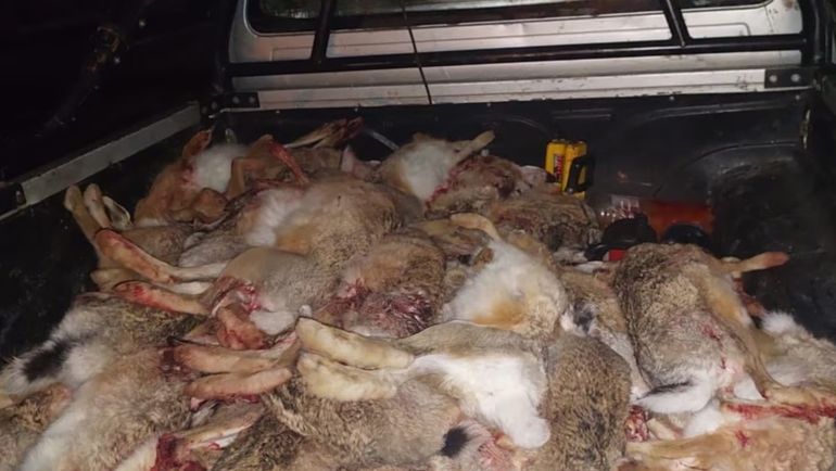 Los cazadores cargaban en la caja de la camioneta las liebres que mataban con una escopeta, luego de encandilarlas con los refletores. Los cazadores cargaban en la caja de la camioneta las liebres que mataban con una escopeta, luego de encandilarlas con los refletores. 