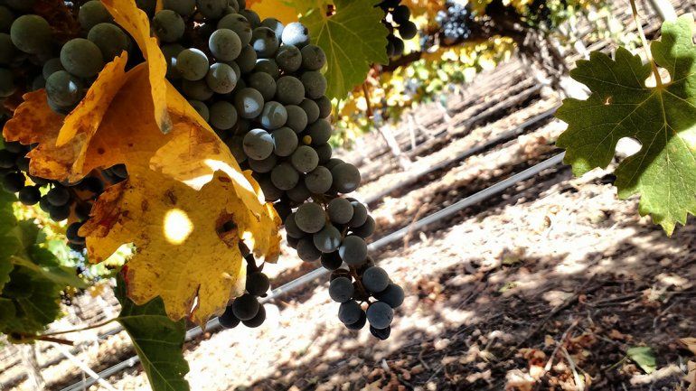 Viento a favor para una esperada vendimia