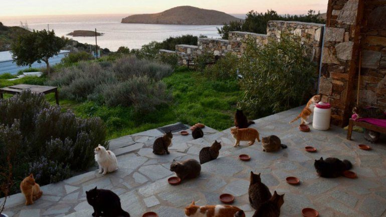 Buscan cuidador de 55 gatos en una hermosa isla griega