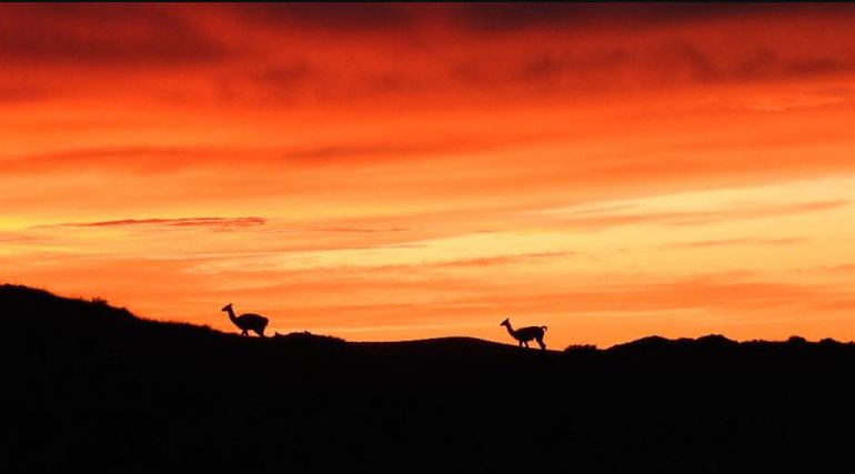 Guanacos en la patagonia: el pastoreo presiona a los pastizales, pero no es la única causa de su retroceso. Guanacos en la patagonia: el pastoreo presiona a los pastizales, pero no es la única causa de su retroceso.