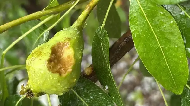 La Federación de Productores de Frutas de Río Negro y Neuquén exigió políticas públicas para mayor acceso a la malla antigranizo. | LM Neuquen La Federación de Productores de Frutas de Río Negro y Neuquén exigió políticas públicas para mayor acceso a la malla antigranizo.