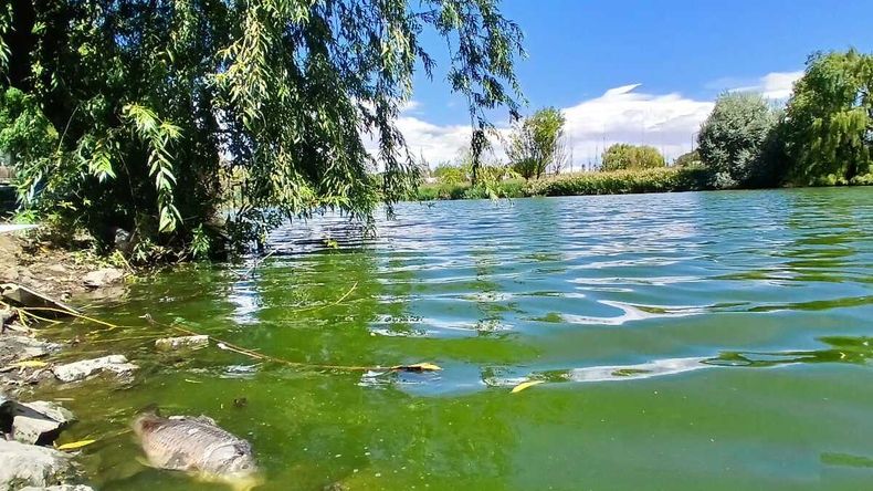 Indignación en Senillosa: aparecieron peces muertos en una laguna y aseguran que fue por desperdicios cloacales | LM Neuquen Indignación en Senillosa: aparecieron peces muertos en una laguna y aseguran que fue por desperdicios cloacales