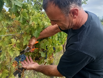 Pablo Rodríguez recorre las hileras de Malbec en su chacra familiar a orillas del río Negro.