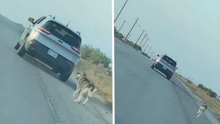 Viral: abandonó a un perro en la carretera y dos días después terminó preso.