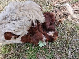 Imágenes contundentes del delito rural que azota la provincia. Foto: gentileza SRN, Imágenes contundentes del delito rural que azota la provincia. Foto: gentileza SRN,