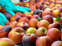 Las exportaciones de carzo de Chile muestra una clara tendencia al alza. Las exportaciones de carzo de Chile muestra una clara tendencia al alza.