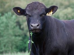 El rodeo nacional no acompañó el crecimiento de la población del país. El rodeo nacional no acompañó el crecimiento de la población del país.