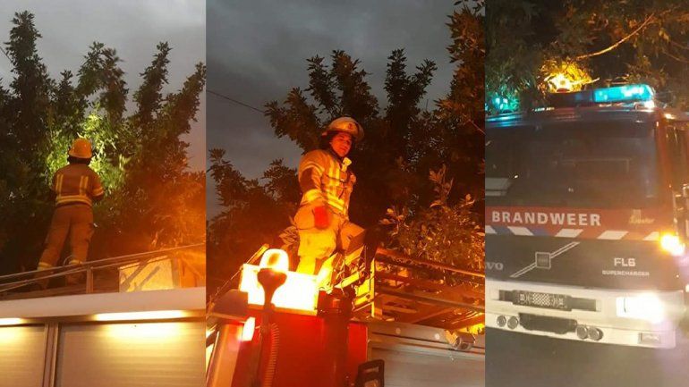 Bomberos voluntarios salvaron a un gatito atrapado en un árbol