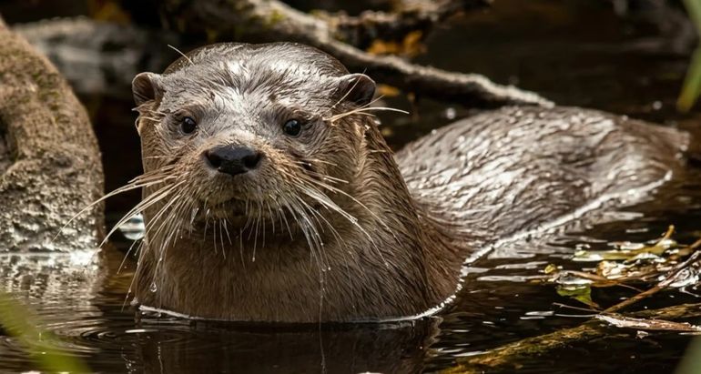 Reapareció el huillín en el Parque Nacional Los Alerces, en Chubut. Reapareció el huillín en el Parque Nacional Los Alerces, en Chubut.