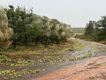 El valle de Langkloof, principal zona productora de peras y manzanas de Sudáfrica, registra pérdidas de entre el 50% y el 100% tras una tormenta con granizo y vientos extremos. (Foto: Fresh Plaza) El valle de Langkloof, principal zona productora de peras y manzanas de Sudáfrica, registra pérdidas de entre el 50% y el 100% tras una tormenta con granizo y vientos extremos. (Foto: Fresh Plaza)