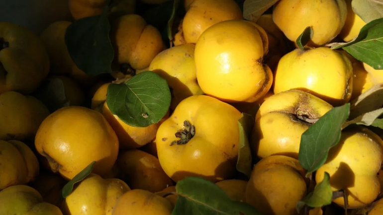 ¿Cómo se llama el árbol del membrillo? Pocas personas conocen su nombre
