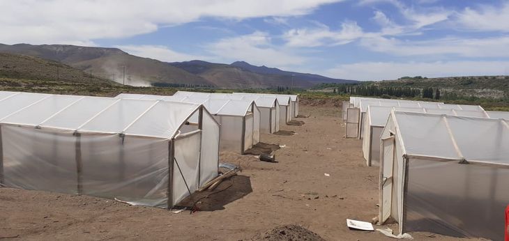 "Marciano" trabaja en las huertas de 10 invernaderos. Foto: gentileza. "Marciano" trabaja en las huertas de 10 invernaderos. Foto: gentileza.