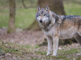 En 1979 se declaró al lobo especie estrictamente protegida.