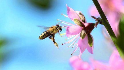 Desde 1990 se redujo un 25% la cantidad de especies de abejas.