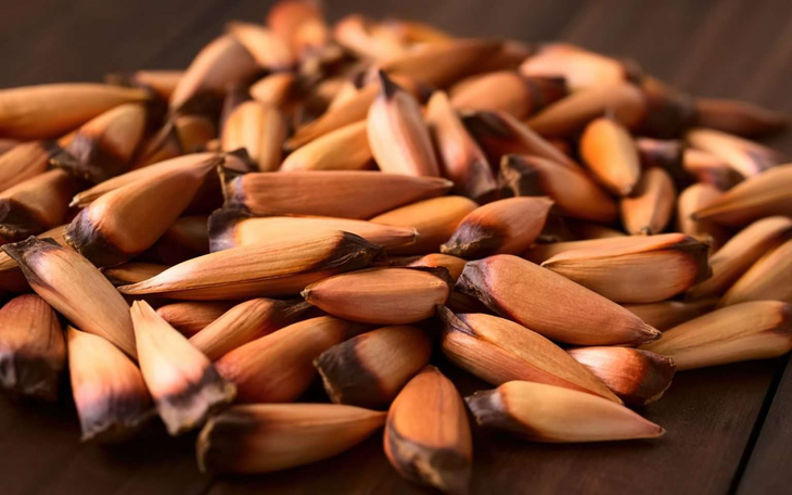 El piñón de la araucaria, base milenaria de la dieta mapuche, destaca por ser un alimento energético naturalmente libre de gluten, ideal para dietas celíacas. El piñón de la araucaria, base milenaria de la dieta mapuche, destaca por ser un alimento energético naturalmente libre de gluten, ideal para dietas celíacas.