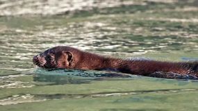 Neuquén trabaja para contener la expansión del visón americano | LM Neuquen Neuquén trabaja para contener la expansión del visón americano