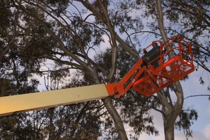 Utilizan una lista pública y oficial de podadores en Neuquén para estafarlos: cómo es la maniobra