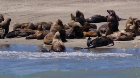 El inusual registro del nacimiento de un lobo marino en la costa rionegrina