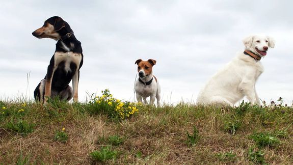 Impensado: esta es la raza de perro más inteligente, según la ciencia