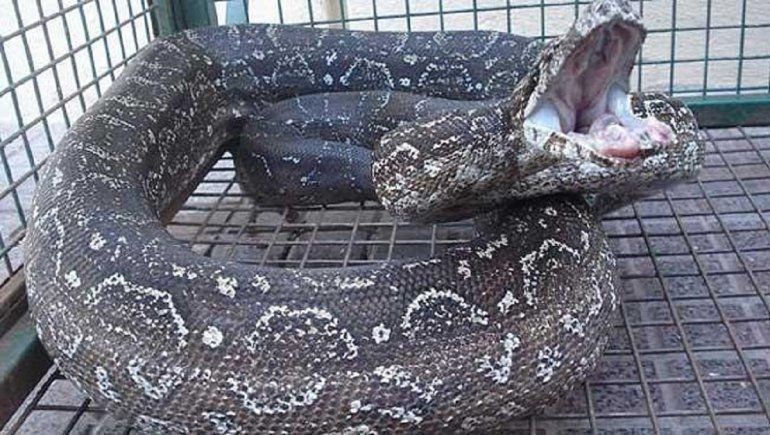 Córdoba: una serpiente lampalagua aparece dentro de un vehículo