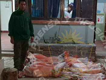 decomisaron una carga de chivos y ovejas faenadas que provenia de forma ilegal desde mendoza