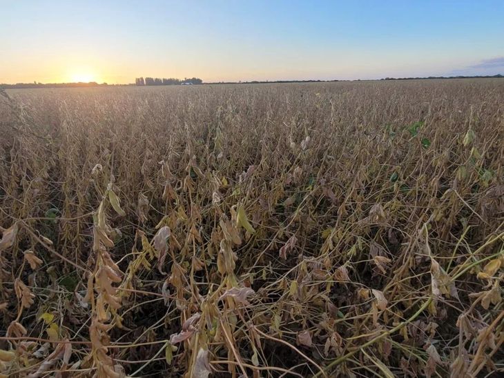El resultado de un manejo y de condiciones cuidadas. El resultado de un manejo y de condiciones cuidadas. 