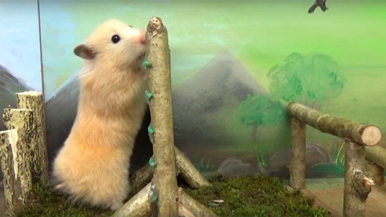 Mirá este hámster... ¡ya está listo para la guerra!