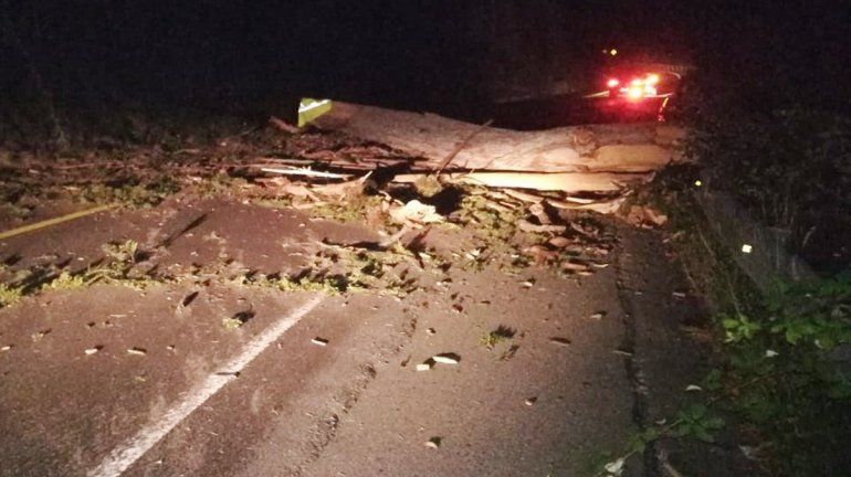 El pesado árbol cayó sobre la Ruta 231