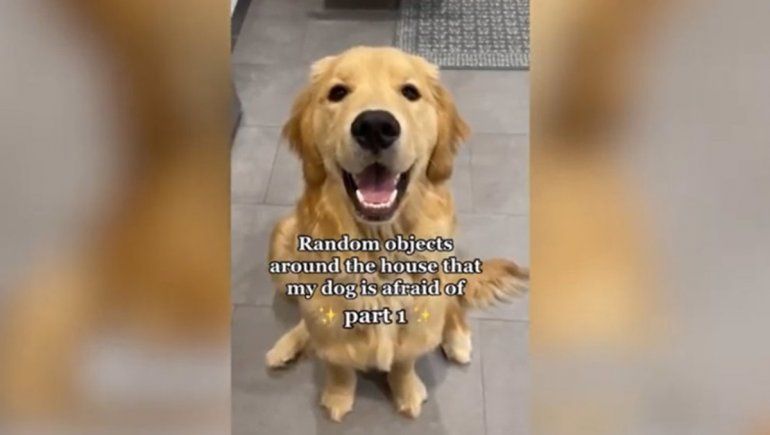 Este perro no deja de sumar reproducciones en YouTube