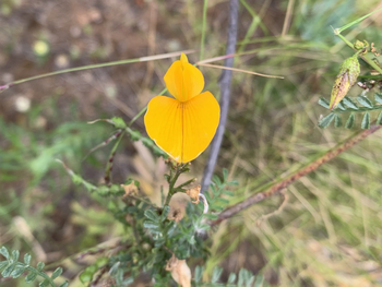 Este arbusto se encuentra distribuido en las provincias de Neuquén, Chubut, Santa Cruz y Tierra del Fuego.. Foto: inaturalist.org