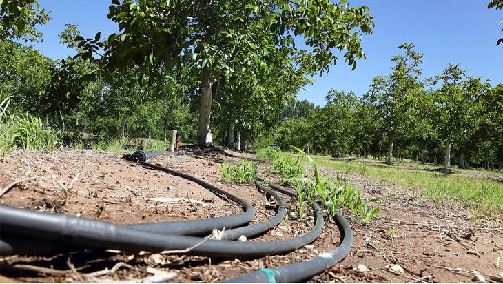 La mayor chacra noguera de Neuquén se desarrolla en un ambiente desértico donde el riego, el clima y la gestión del agua definen cada campaña.