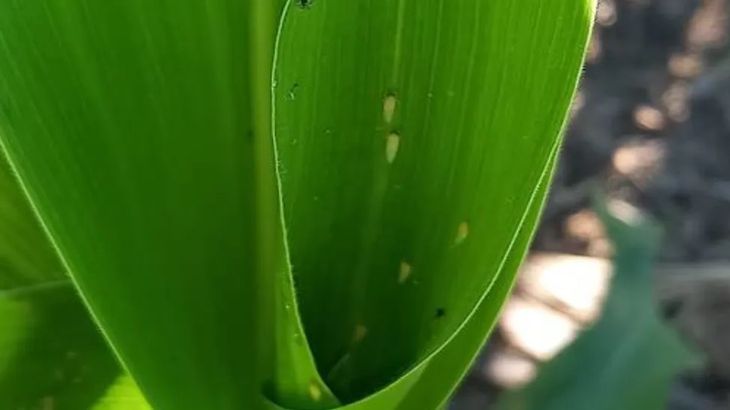 La primera estrategia para intentar contener la expansión de la enfermedad es emplear híbridos que presenten un adecuado nivel de tolerancia a la enfermedad. Foto: CREA. La primera estrategia para intentar contener la expansión de la enfermedad es emplear híbridos que presenten un adecuado nivel de tolerancia a la enfermedad. Foto: CREA.