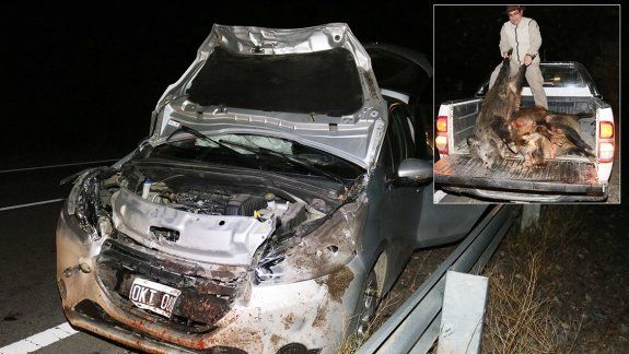 Un auto embistió cuatro jabalíes sobre la Ruta 40
