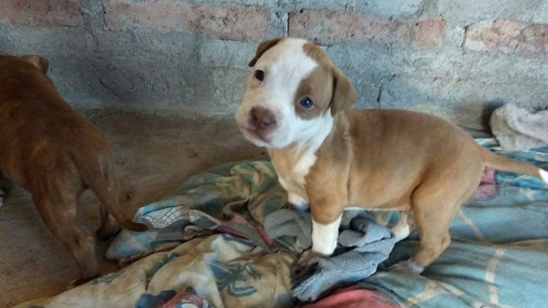 Ofrecen recompensa por perrita pitbull perdida en Plottier