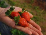 En Chubut se elaboran frutillas a partir de energía renovable.