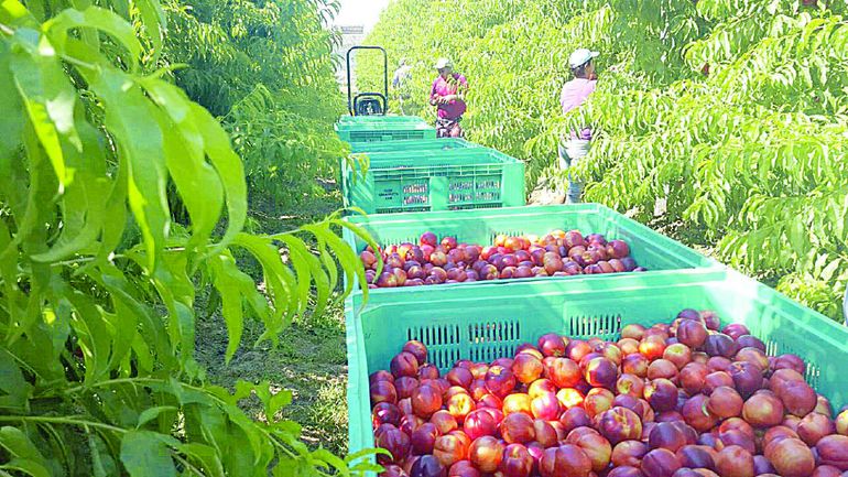 Chacareros estiman que en 2022 habrá menos fruta por las heladas. Chacareros estiman que en 2022 habrá menos fruta por las heladas.