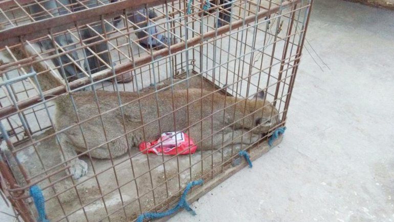 El puma cachorro fue enjaulado y llevado a una veterinaria por Fauna.