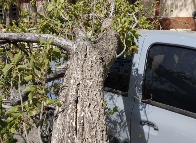El tronco le causó importantes daños al techo del Renault Clio que estaba estacionado en una calle de Trelew. El tronco le causó importantes daños al techo del Renault Clio que estaba estacionado en una calle de Trelew.