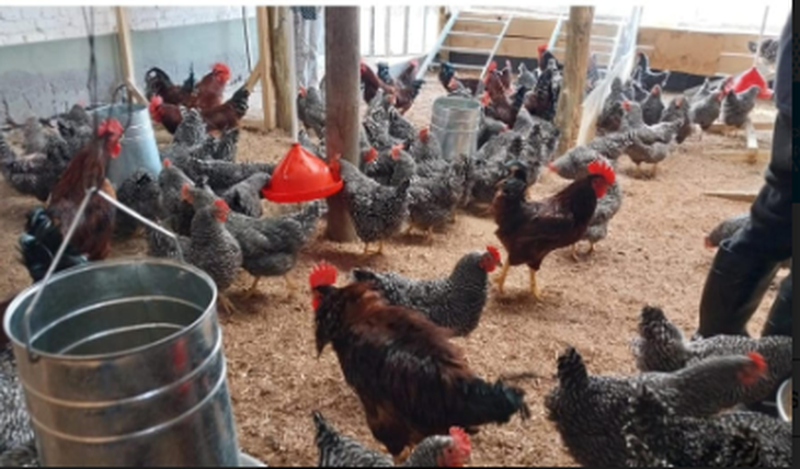Las aves están destinadas a la producción y autoabastecimiento de huevos. Foto: gentileza. Las aves están destinadas a la producción y autoabastecimiento de huevos. Foto: gentileza.