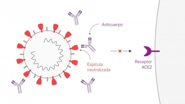 Anticuerpos monoclonales pueden reducir contagios en adultos mayores