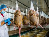 Revolución en la dieta china: producción de ratas como alternativa sostenible