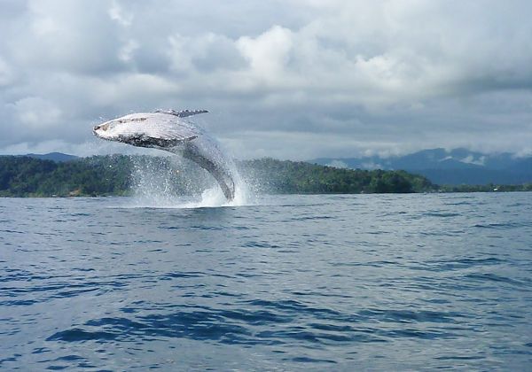 La ballena azul se encuentra en peligro de extinción pese a que está protegida desde 1966. La ballena azul se encuentra en peligro de extinción pese a que está protegida desde 1966.