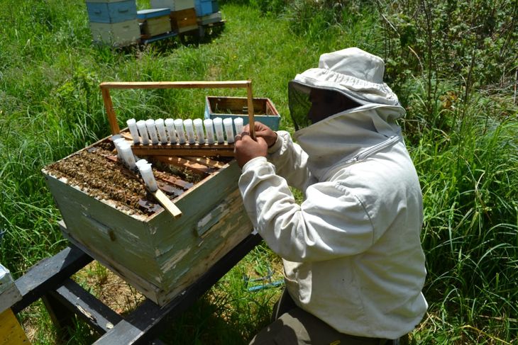 En Neuquén, hubo años en los que se llegó a las 500 toneladas de miel. Foto: Centro Pyme Adeneu. En Neuquén, hubo años en los que se llegó a las 500 toneladas de miel. Foto: Centro Pyme Adeneu.