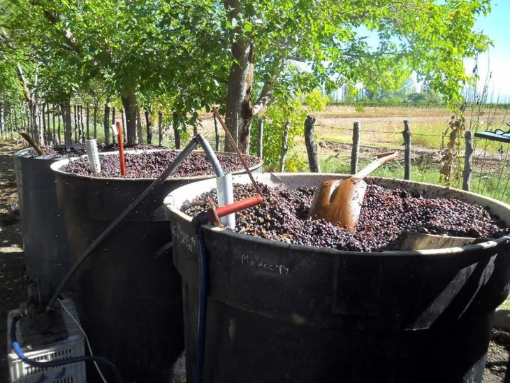 El orujo de uva es la materia prima de la investigación para prevenir el cáncer que lleva adelante Conicet en Mendoza, gracias al acuerdo con bodega Trivento. El orujo de uva es la materia prima de la investigación para prevenir el cáncer que lleva adelante Conicet en Mendoza, gracias al acuerdo con bodega Trivento.