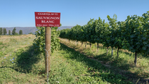 sauvignon blanc: la blanca que gana en estilo sauvignon blanc: la blanca que gana en estilo